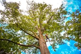 Best Hazardous Tree Removal  in Fowler, CA