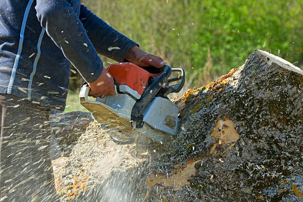 Best Lawn Pest Prevention  in Fowler, CA